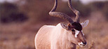 Addax